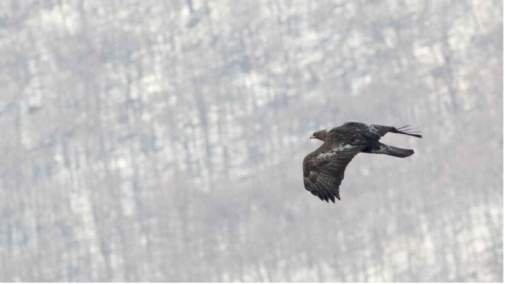 A golden eagle soars through the sky with its wings spread wide, showing dark brown plumage with lighter patches. The background consists of a blurred, snow-covered forested mountainside.