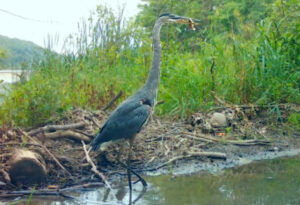 Trail cam footage captures a great blue heron standing at the edge of a muddy shoreline, holding a fish in its beak. The background features lush green vegetation and a calm body of water.